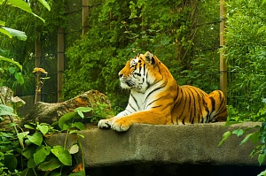 приморье, тигр, хищник
