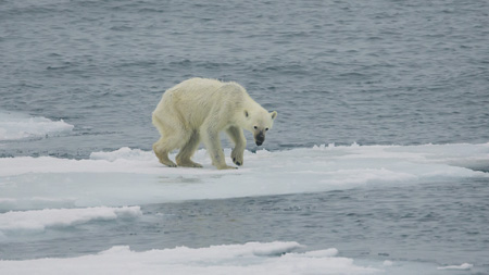 климат, арктика, глобальное потепление, арктический шельф