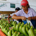 Россия–Эквадор: бананы, гвоздики и оружие