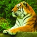 В Приморье отловили тигра с таинственным недугом