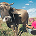 Президент Киргизии посоветовал населению разводить коров