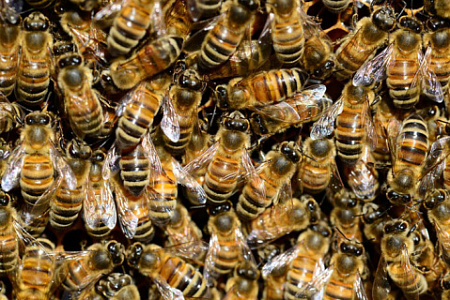 законопроект, животные, маркировка, пчелы