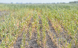 Засуха на юге России поможет ценам на зерно