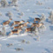 На севере Красноярского края пересчитали диких оленей