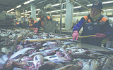 Россия увеличила улов импортной рыбы