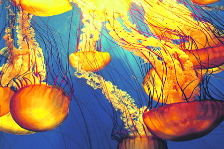 биология, медузы, яд
