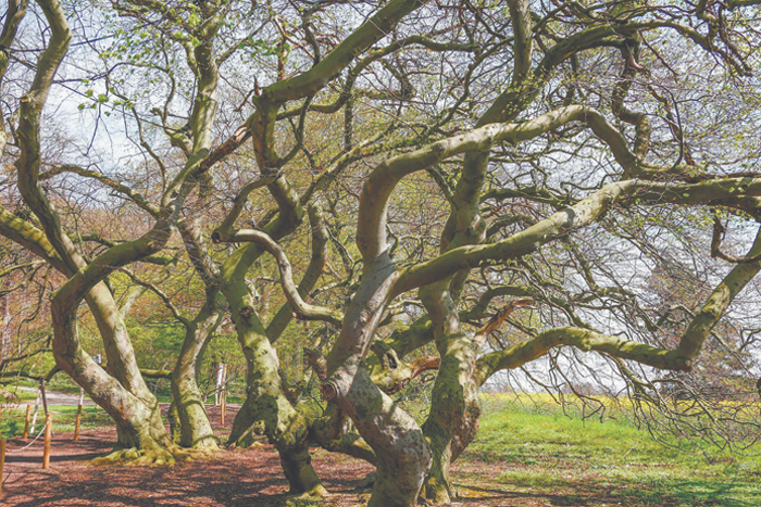 Поля Ван Гога, "ведьмины деревья" и камни памяти