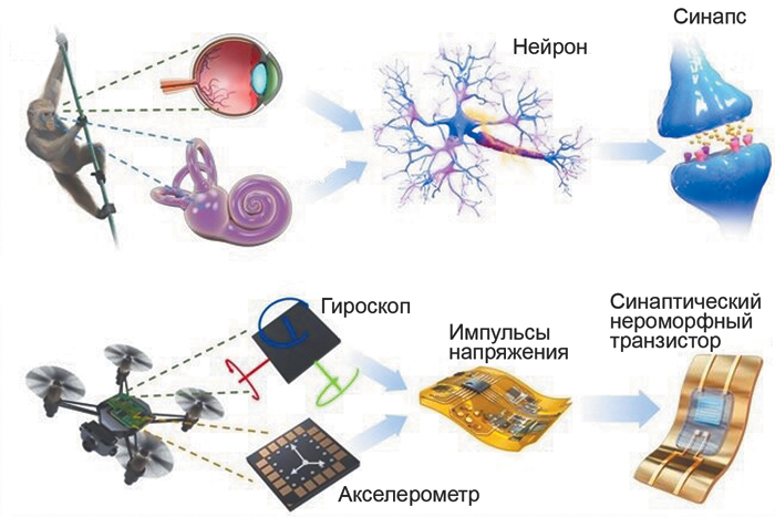 Пластмассовые нервы теперь умеют видеть и слышать