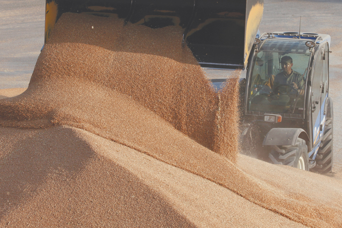 Запасы зерна в сельхозорганизациях РФ на 1 июня снизились на 14,1%