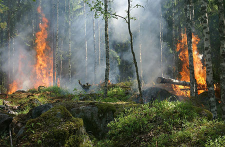 En+ Group, дерипаска, хардиков, лес, природа, лесной пожар, иркутская область