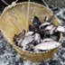 Отберут ли депутаты Госдумы квоты у провинциальных рыбаков