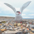 Атлас морских птиц Арктики презентовали в "Аптекарском огороде"