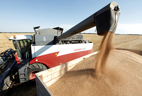 РФ в 2025-2026 годах снижает экспорт зерна из-за низких цен на мировом рынке