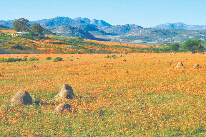 Южноафриканский рай для золотоискателей