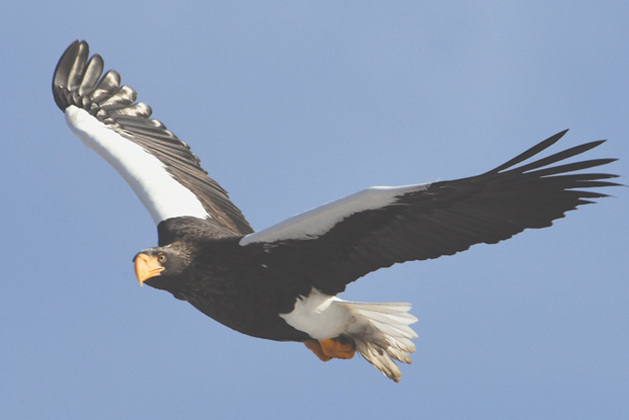 От орланов до китов