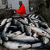 Рыбная индустрия России: итоги 10 лет трансформации
