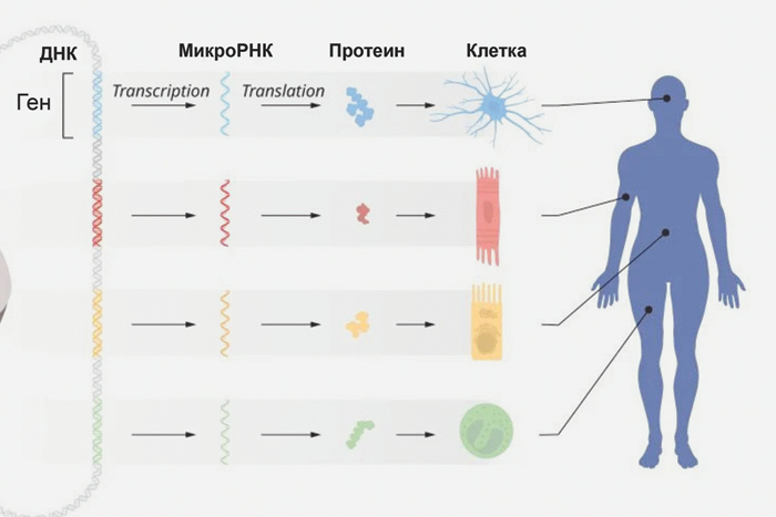 Объяснены функции микроРНК, определяющей развитие организма