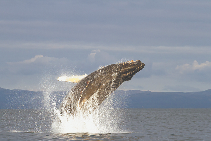 Серых китов в Охотском море становится больше на 5% в год