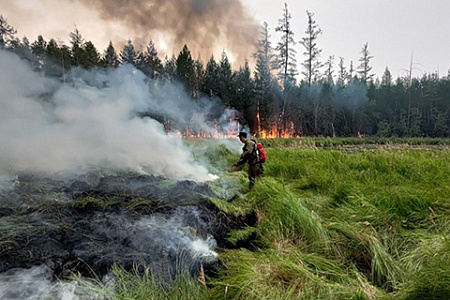 экология, лесные пожары