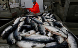 Как рыбной отрасли удержаться на плаву