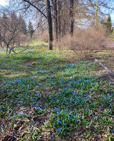 ботанический сад мгу, прогулка, впечатления, городские зарисовки