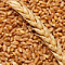Власти Казахстана решили продлить запрет на ввоз в страну пшеницы