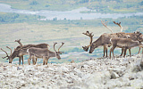 "Роснефть" в рамках программы "Тамура" отправила экспедицию по изучению северных оленей