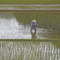 Иностранцы, жара и пошлины истощили запасы риса в Японии