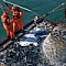 Почти 70% российского экспорта рыбы приходится на Китай — Росрыболовство