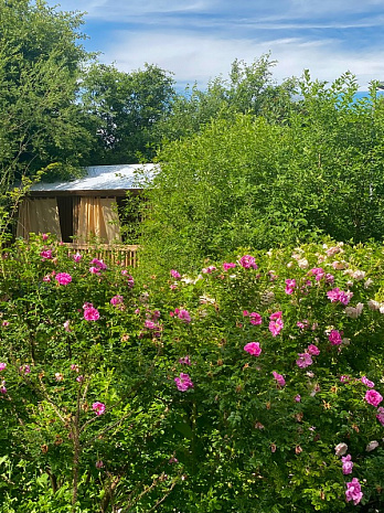 ботанический сад мгу, прогулка, впечатления, городские зарисовки