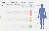 Объяснены функции микроРНК, определяющей развитие организма